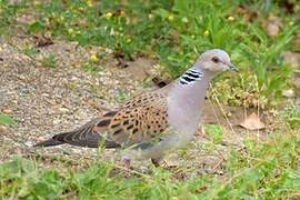 European Turtle Dove