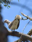 European Turtle Dove