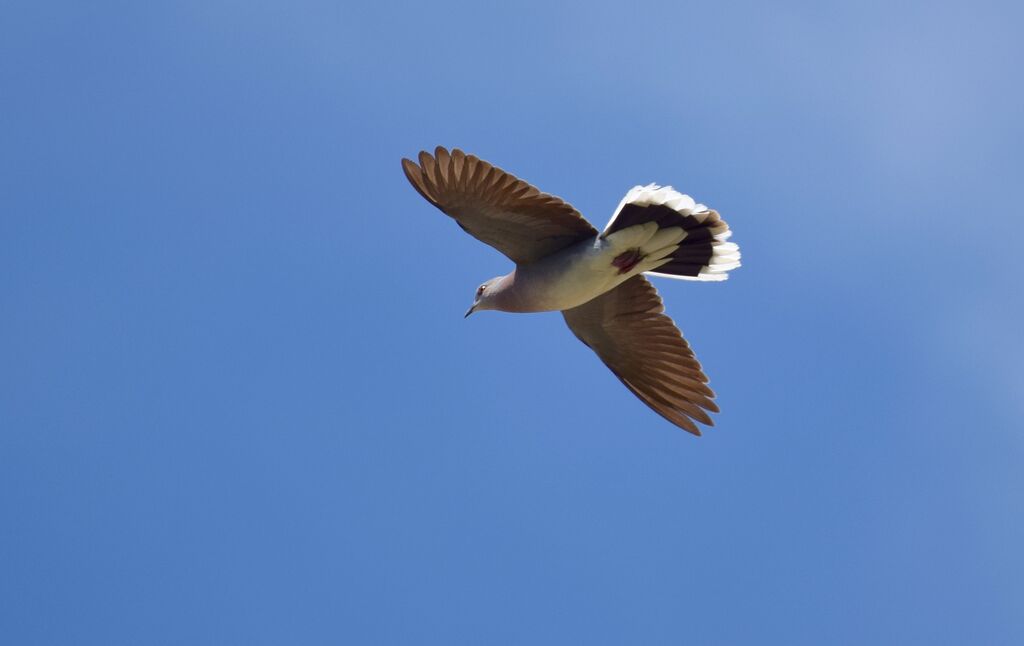 European Turtle Doveadult breeding, identification, courting display