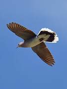 European Turtle Dove