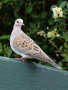 European Turtle Dove