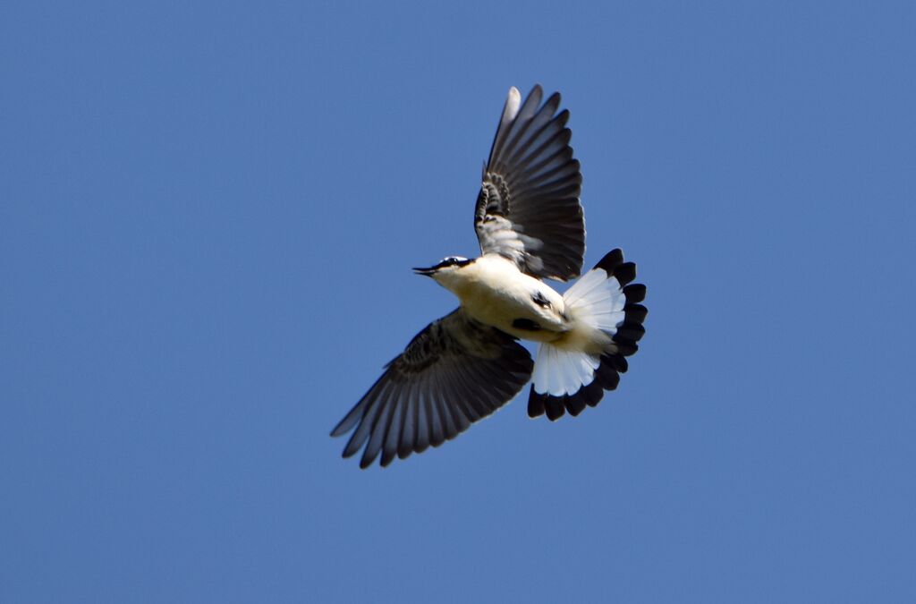 Northern Wheatear male adult breeding, identification, Flight, courting display