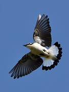 Northern Wheatear