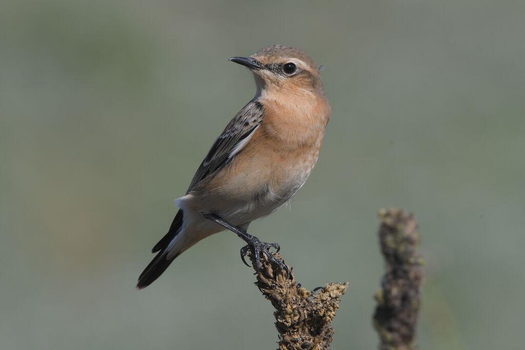 Northern Wheatear female adult post breeding, identification, pigmentation