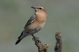 Northern Wheatear