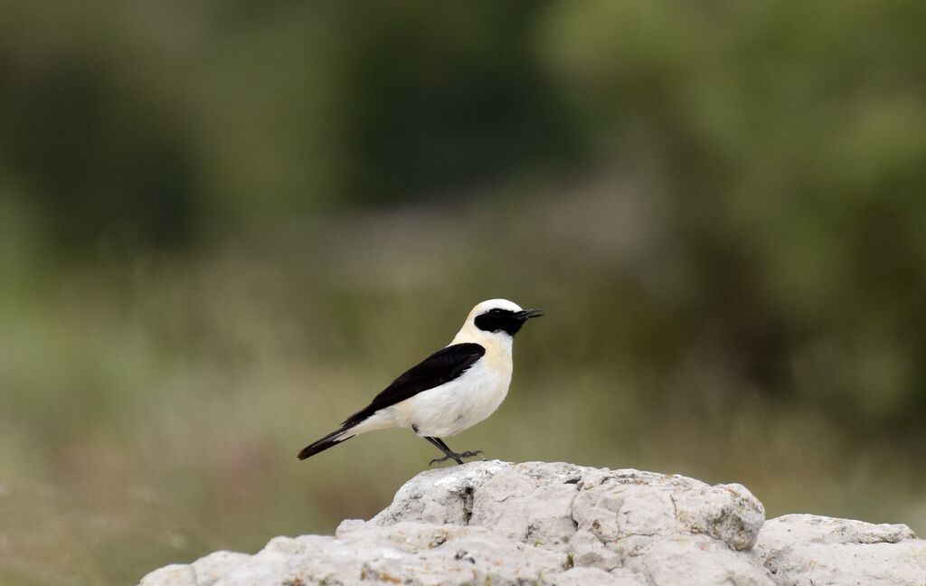 Black-eared Wheatear male adult breeding, identification