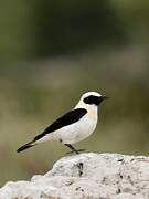 Western Black-eared Wheatear