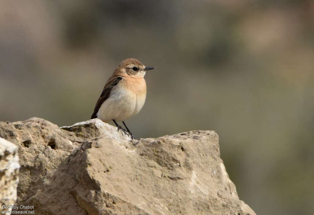 Black-eared Wheatear female adult breeding, habitat, pigmentation