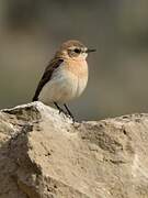 Western Black-eared Wheatear