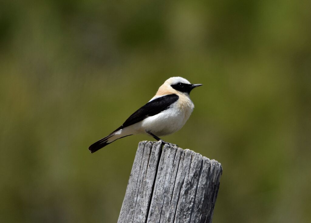 Black-eared Wheatear male adult breeding, identification