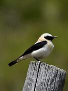 Black-eared Wheatear