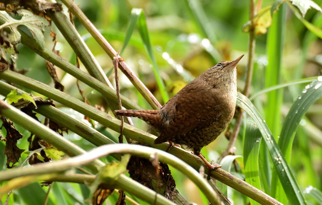 Eurasian Wren