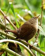 Eurasian Wren