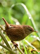 Eurasian Wren