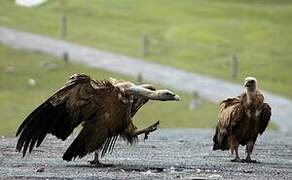 Griffon Vulture