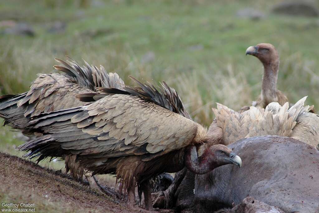 Griffon Vulture, eats