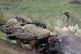 Griffon Vulture