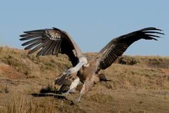 Vautour fauve