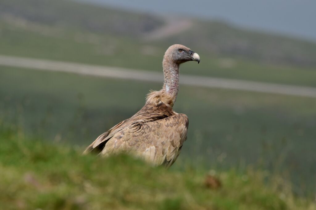 Vautour fauveimmature, identification