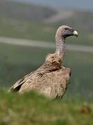 Griffon Vulture