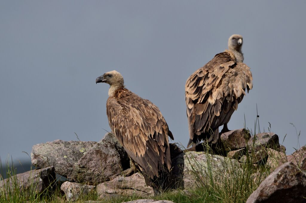 Griffon Vultureimmature