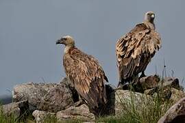 Griffon Vulture