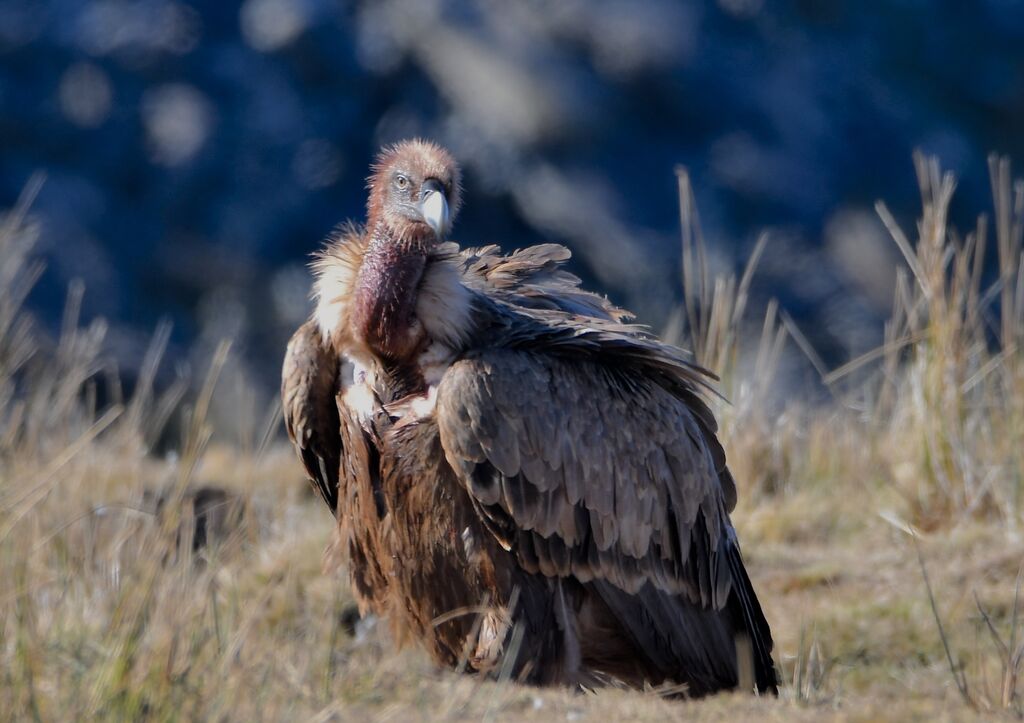 Vautour fauveimmature, identification, mange