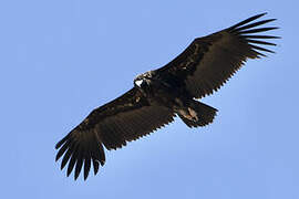 Cinereous Vulture