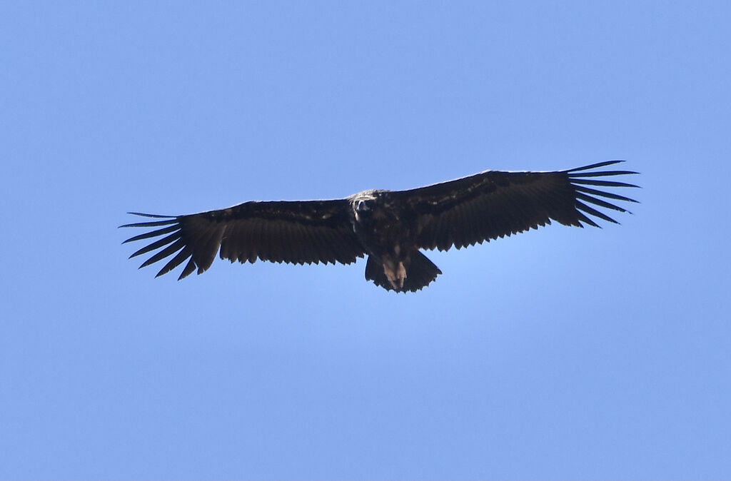 Cinereous VultureSecond year, pigmentation, Flight