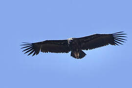 Cinereous Vulture