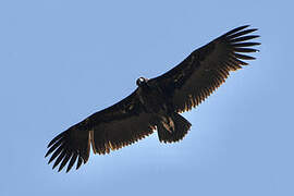 Cinereous Vulture