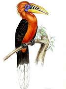 Rufous-necked Hornbill