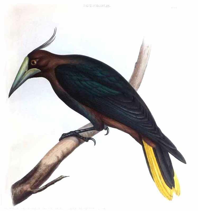 Chestnut-headed Oropendola