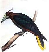 Chestnut-headed Oropendola