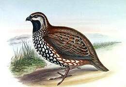 Yucatan Bobwhite