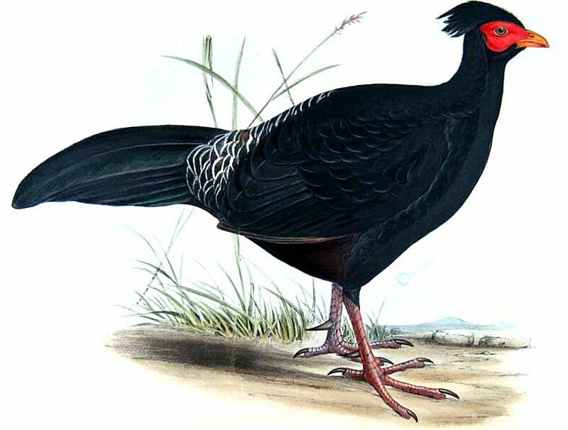 Kalij Pheasant