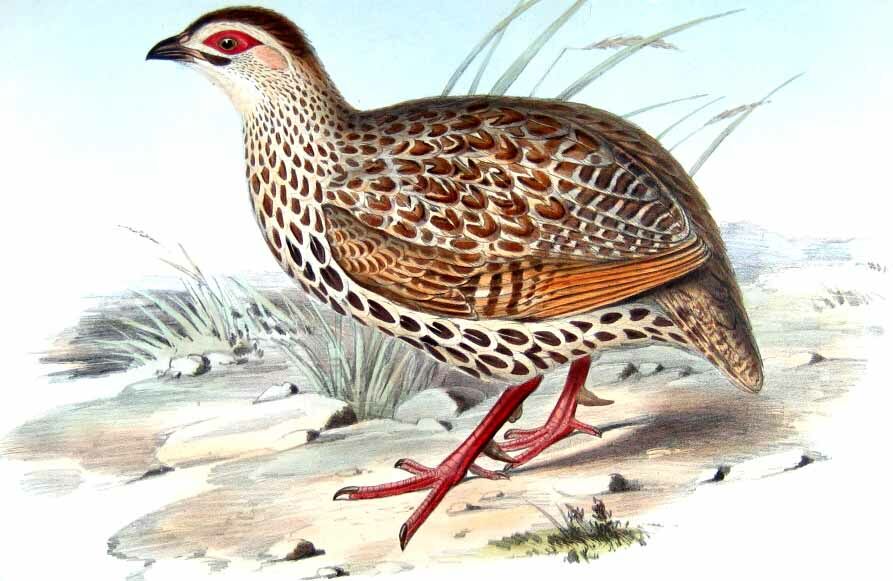 Clapperton's Francolin