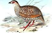 Francolin de Clapperton