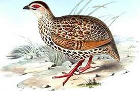 Clapperton's Spurfowl