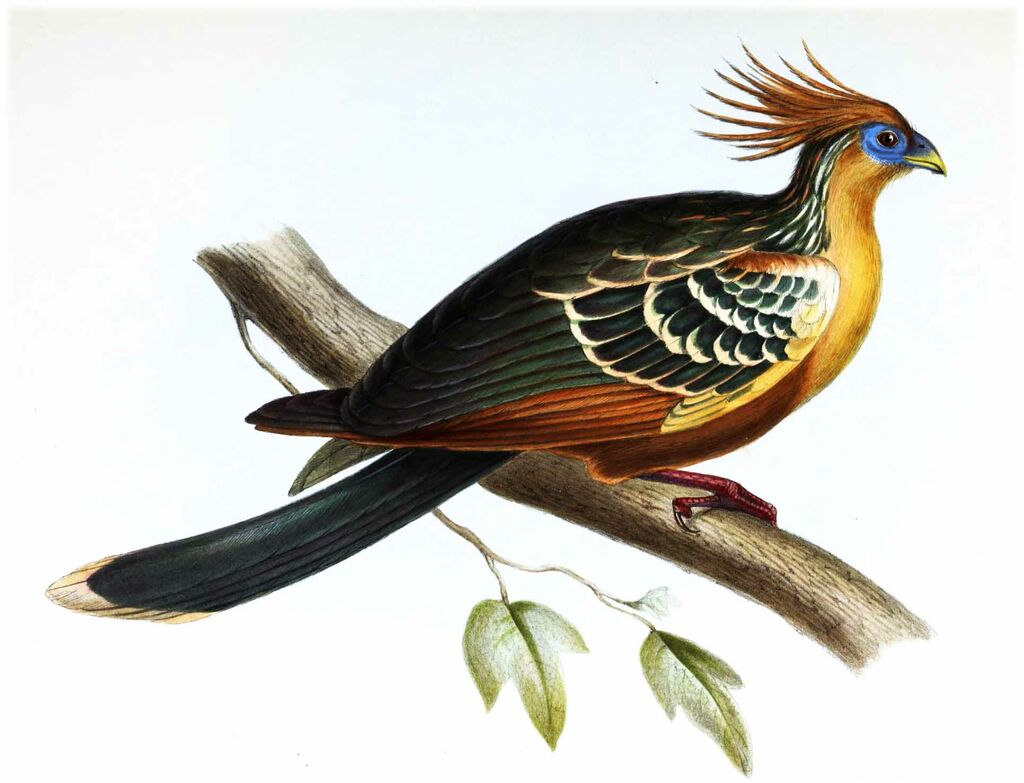 Hoatzin