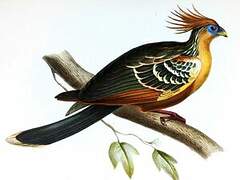 Hoatzin