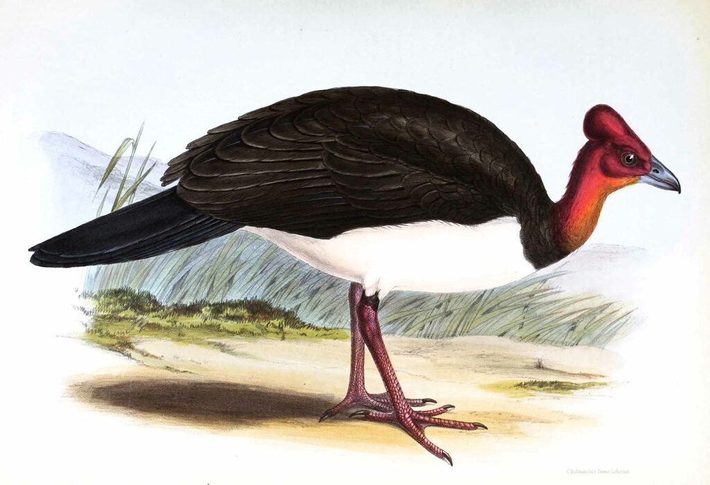 Wattled Brushturkey