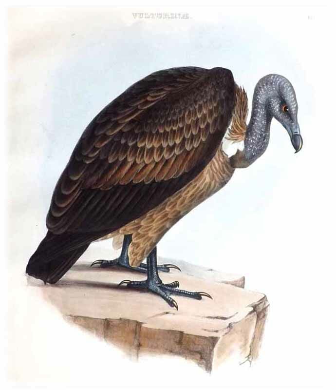 Slender-billed Vulture