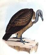 Slender-billed Vulture