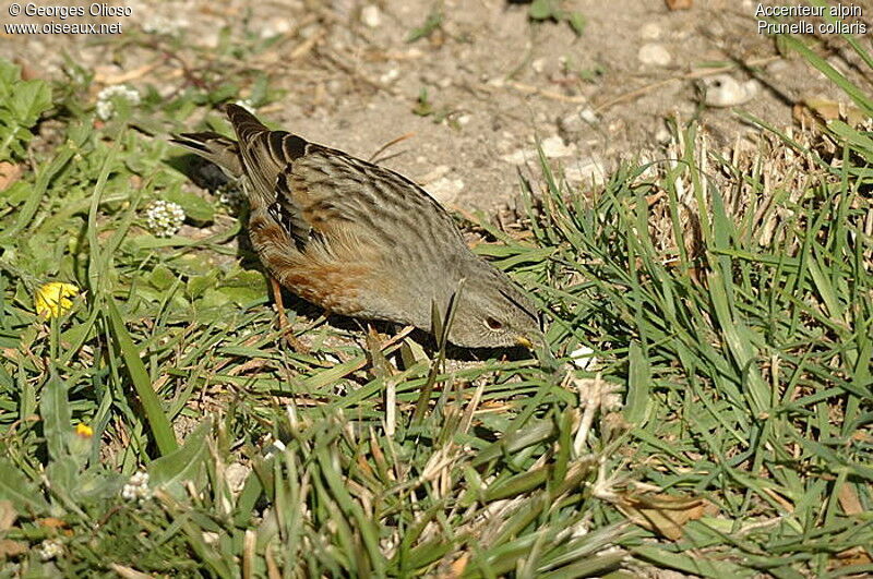 Alpine Accentoradult post breeding