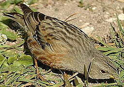 Alpine Accentor