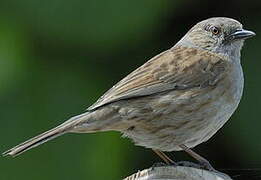 Dunnock