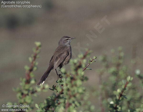 Karoo Scrub Robin