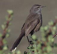 Karoo Scrub Robin