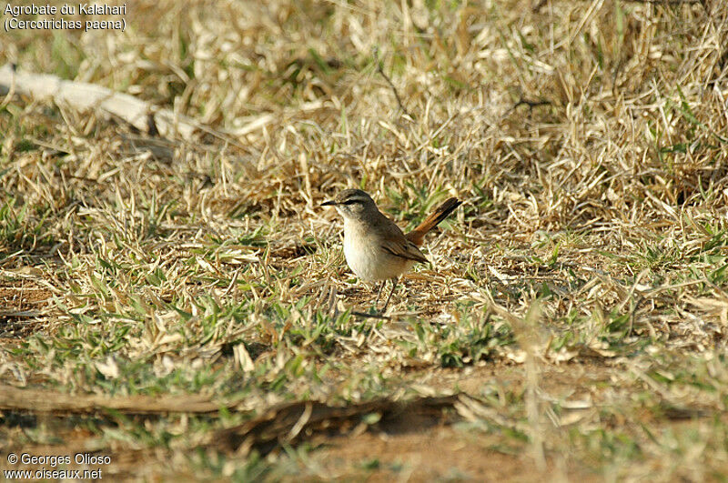 Kalahari Scrub Robin